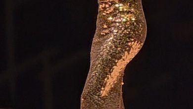 صورة تانيا قسيس تتألق في دبي اوبرا وتتجه لبيروت بنجاح كبير